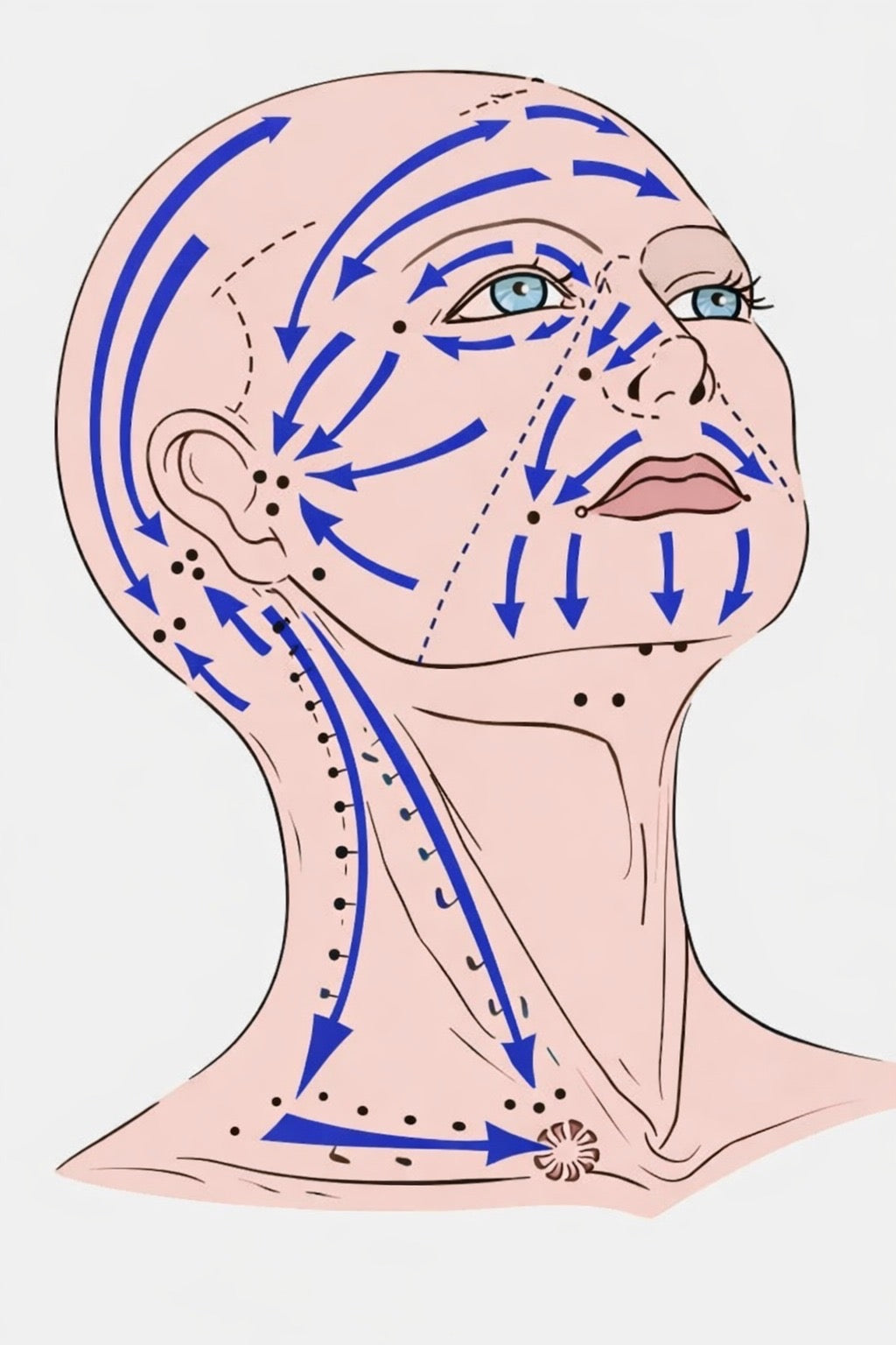 Brosse drainage lymphatique